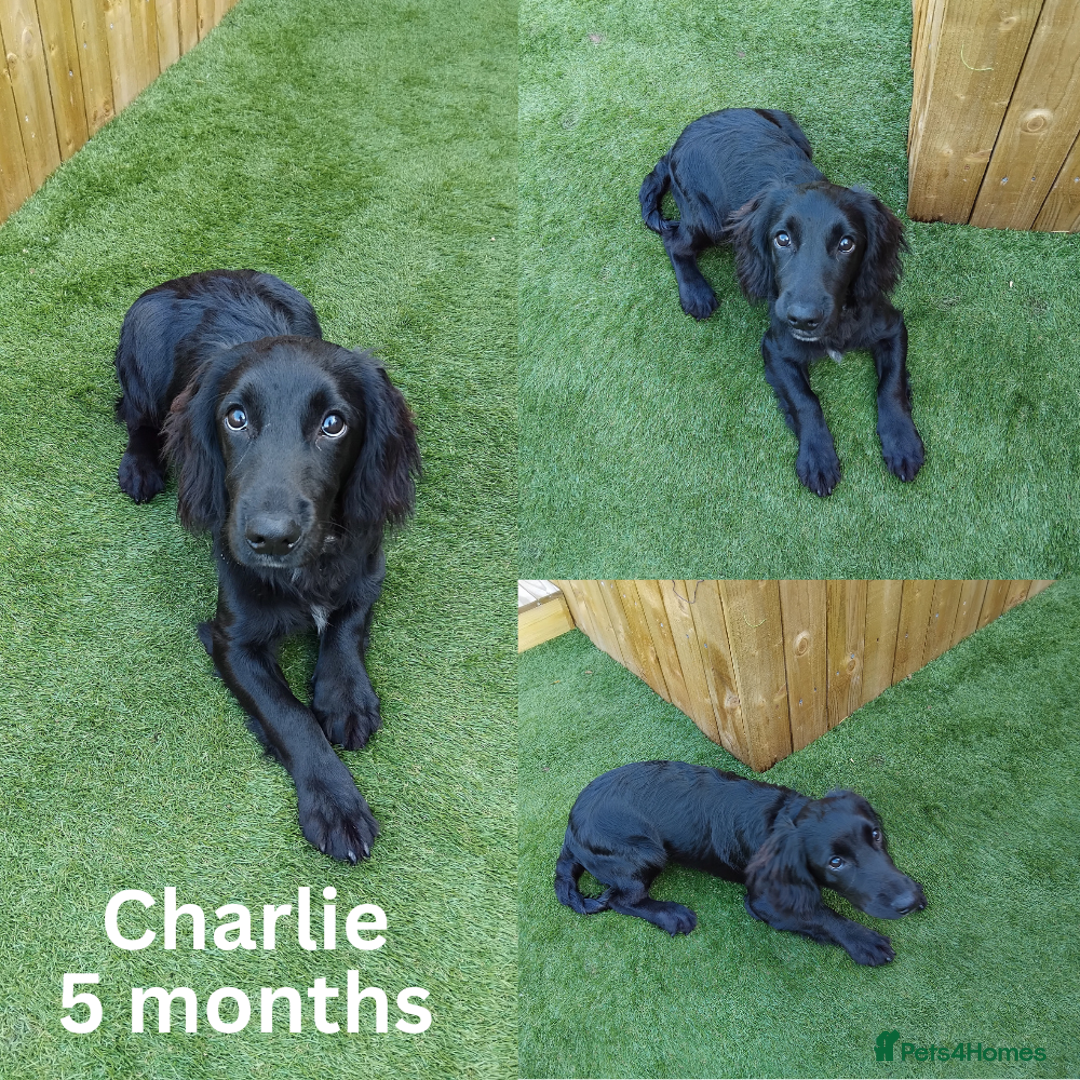 Cocker Spaniel dogs for sale: 2 Cocker Spaniel Male dogs - Image 2