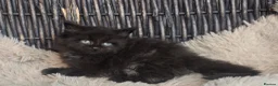 Maine Coon cats for sale: Adorable big Mainecoon babies  - Advert 26