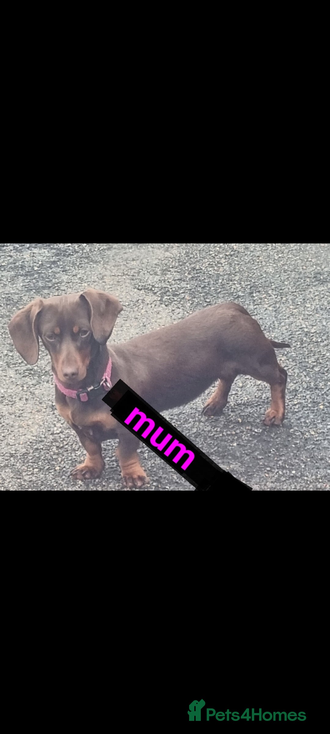 Miniature Dachshund dogs for sale: Miniature dachshund smooth haired  - Image 6
