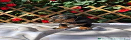 Miniature Dachshund dogs for sale:  Mini RARE SOLID BLACKS KC reg Health tested  - Advert 8
