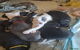 Mixed Breed dogs for sale: Staffy x malonios - Advert 10