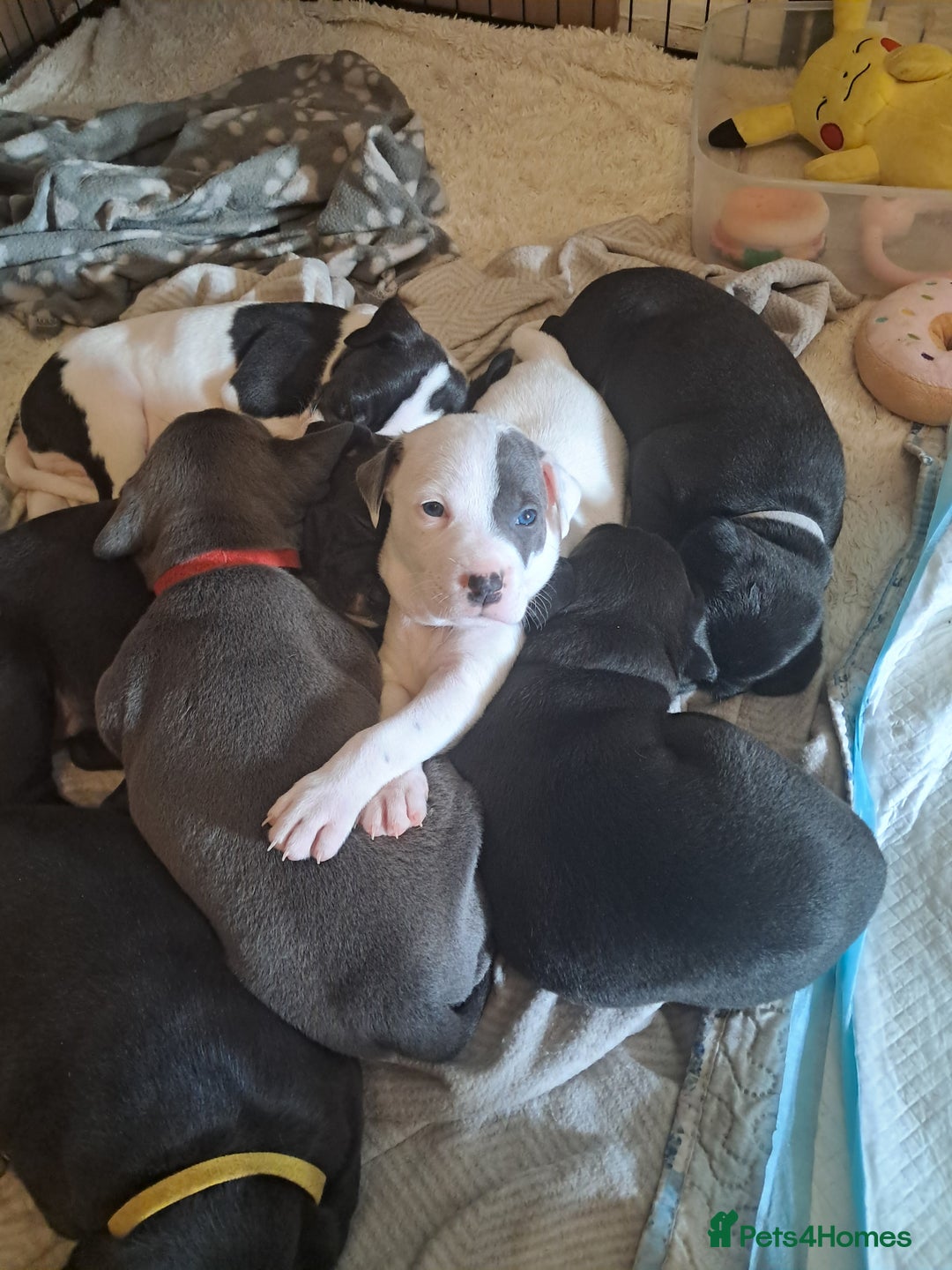 Mixed Breed dogs for sale: Staffy x malonios - Advert 10