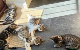 Mixed Breed cats for sale: Tabby Kittens in Kidderminster - Image 17