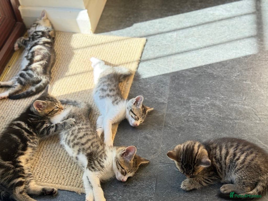 Mixed Breed cats for sale: Tabby Kittens in Kidderminster - Image 17