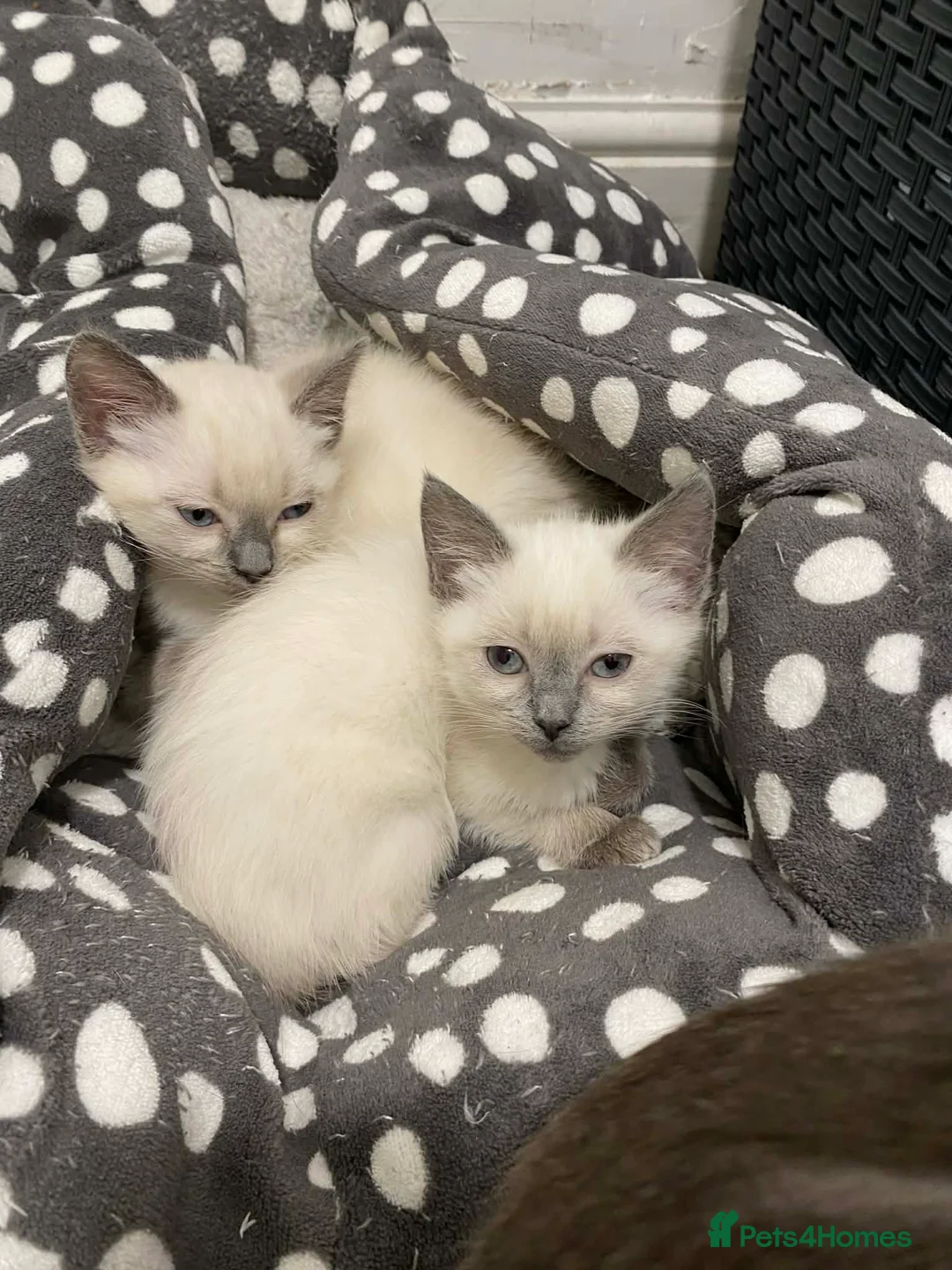 Ragdoll cats for sale: Ragdoll Kittens X British longhair - Advert 4
