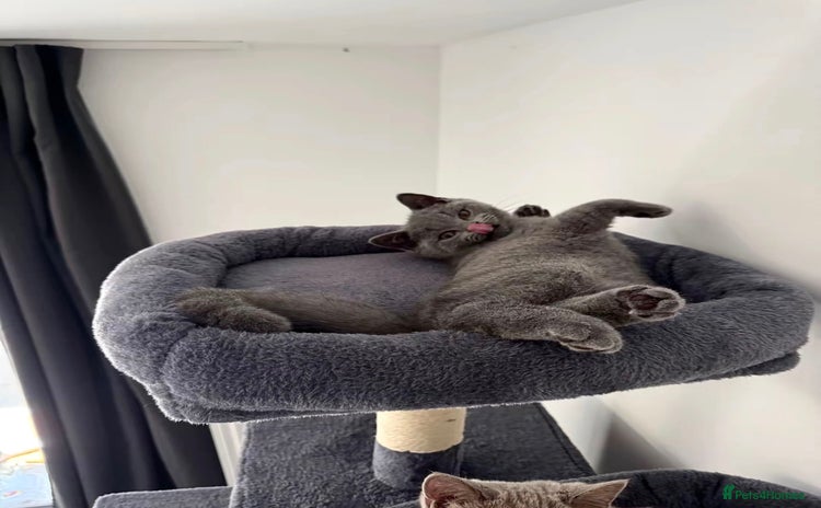 British Shorthair cats - Advert 16