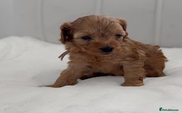 Cavapoo dogs for sale: Dream Cavapoo puppies, DNA Clear, Home Raised - Image 17