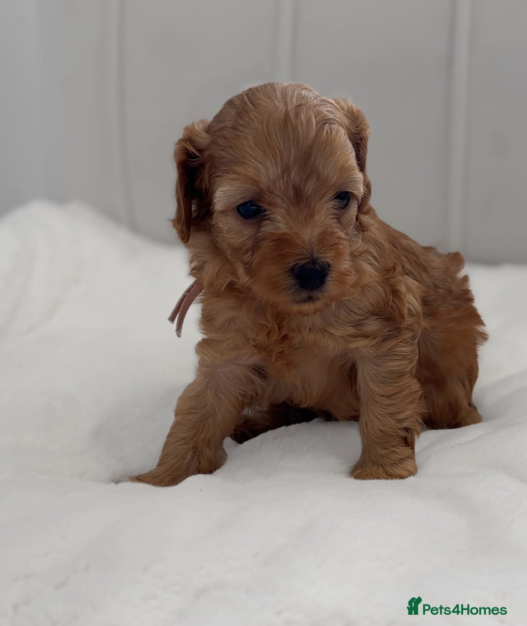 Cavapoo dogs for sale: Dream Cavapoo puppies, DNA Clear, Home Raised - Image 17