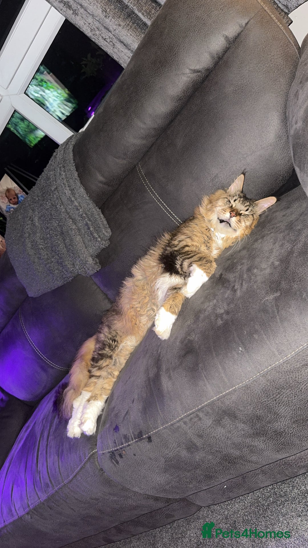 Maine Coon cats for sale: Male Maine coon  - Image 2