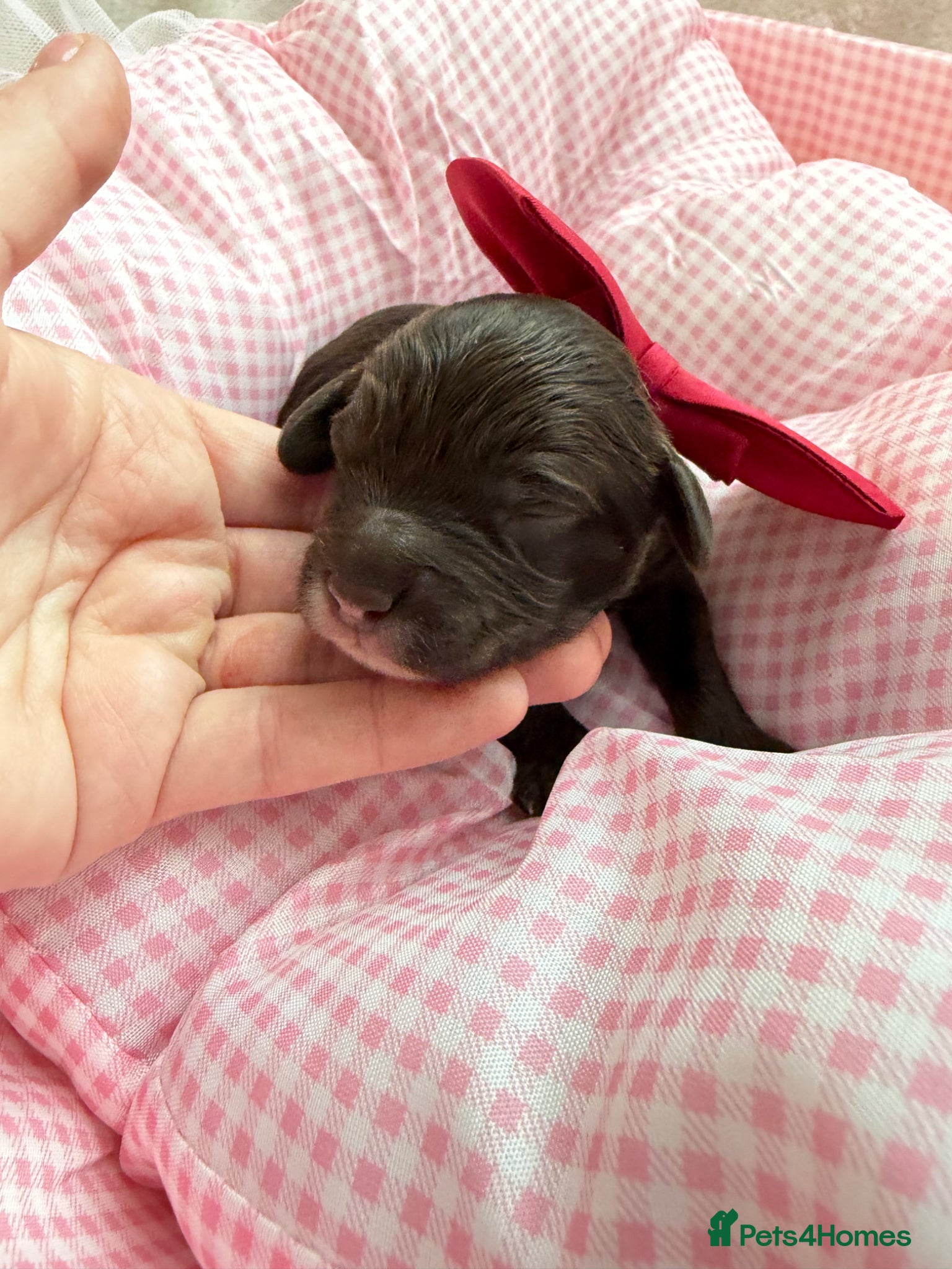 Cavapoo dogs for sale: F1 Chocolate Dream Cavapoos 🤎 - Advert 4