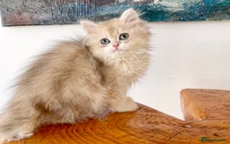 British Longhair cats for sale: Rare Colour Blue Golden, Female ready NOW - Image 4