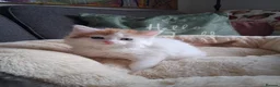 Mixed Breed cats for sale: Two beautiful kittens  in Peterborough - Advert 3