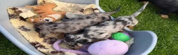 Dachshund dogs for sale: 4 KC Standard Long Haired Dachshund Puppies - Advert 10