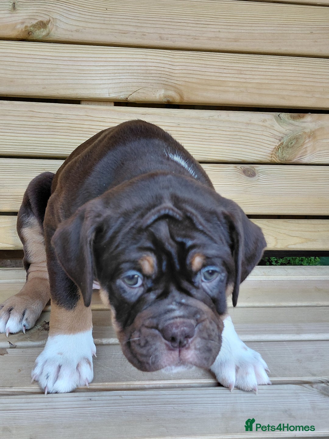 Old Tyme Bulldog dogs for sale: Old tyme bulldogs puppies ready for new homes - Image 6