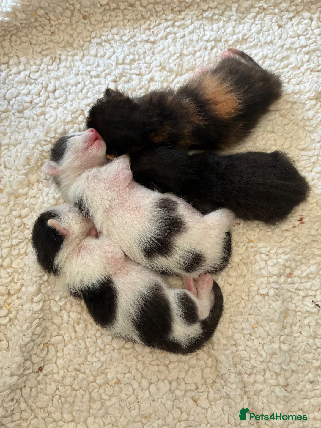 Mixed Breed cats for sale: Siamese mix breed - Advert 2