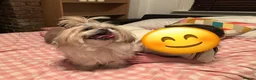 Shih Tzu dogs for sale: Gorgeous Shih Tzu girl for adoption  - Advert 2