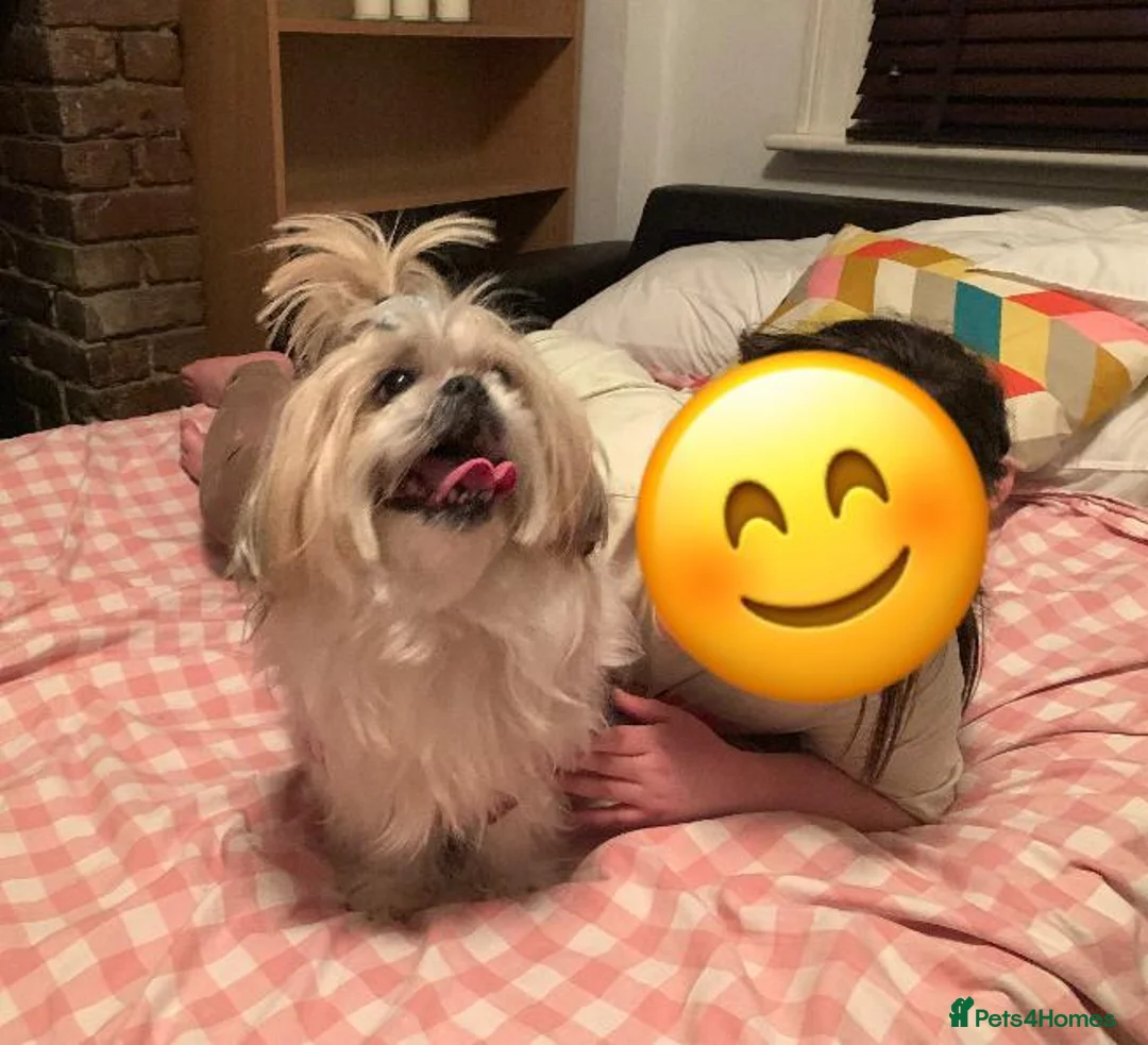 Shih Tzu dogs for sale: Gorgeous Shih Tzu girl for adoption  - Advert 2