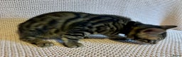 Bengal cats for sale: Bengal x Maine Coon Cross - Advert 2