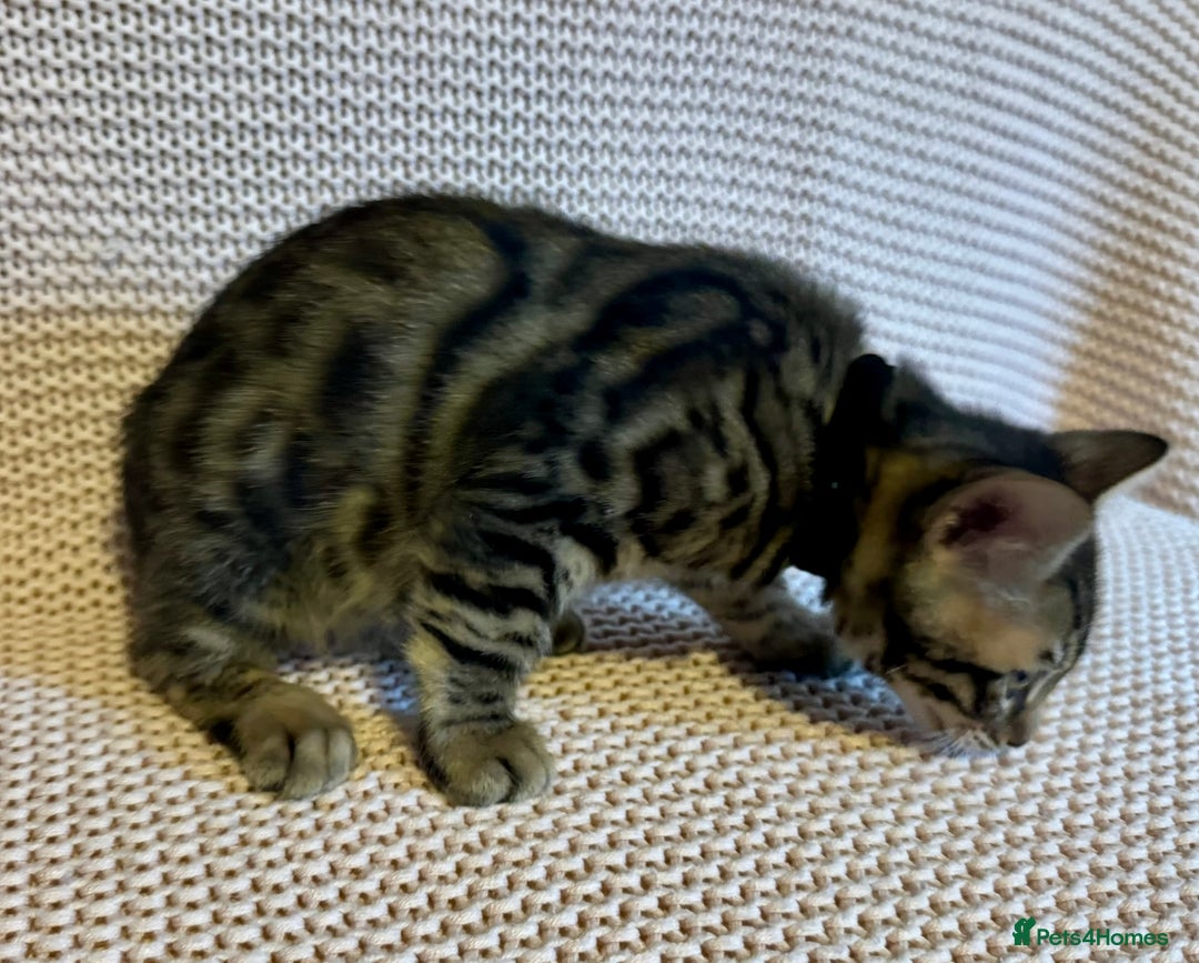 Bengal cats for sale: Bengal x Maine Coon Cross - Advert 2