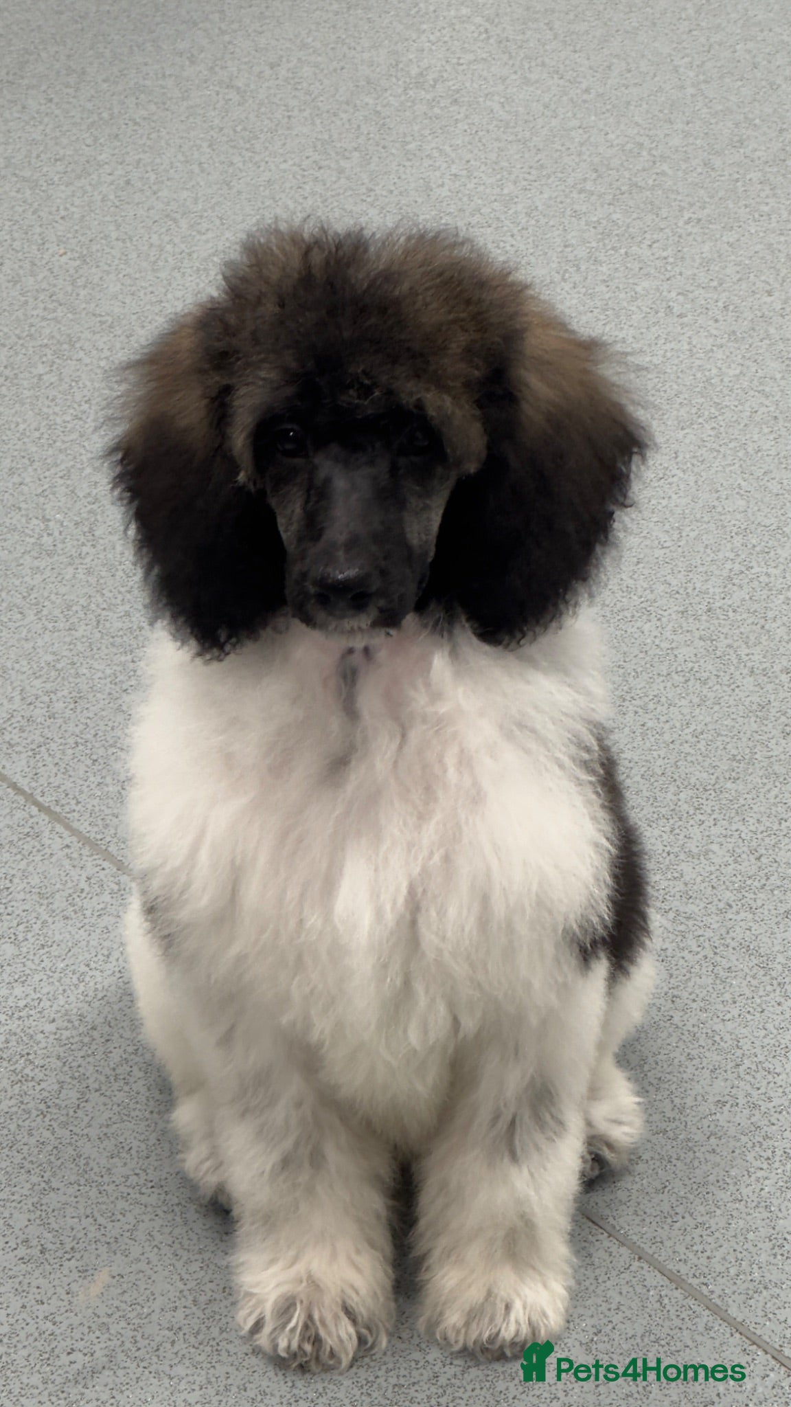 Standard Poodle dogs READY NOW!! KC reg & fully vaccinated  - Advert 2