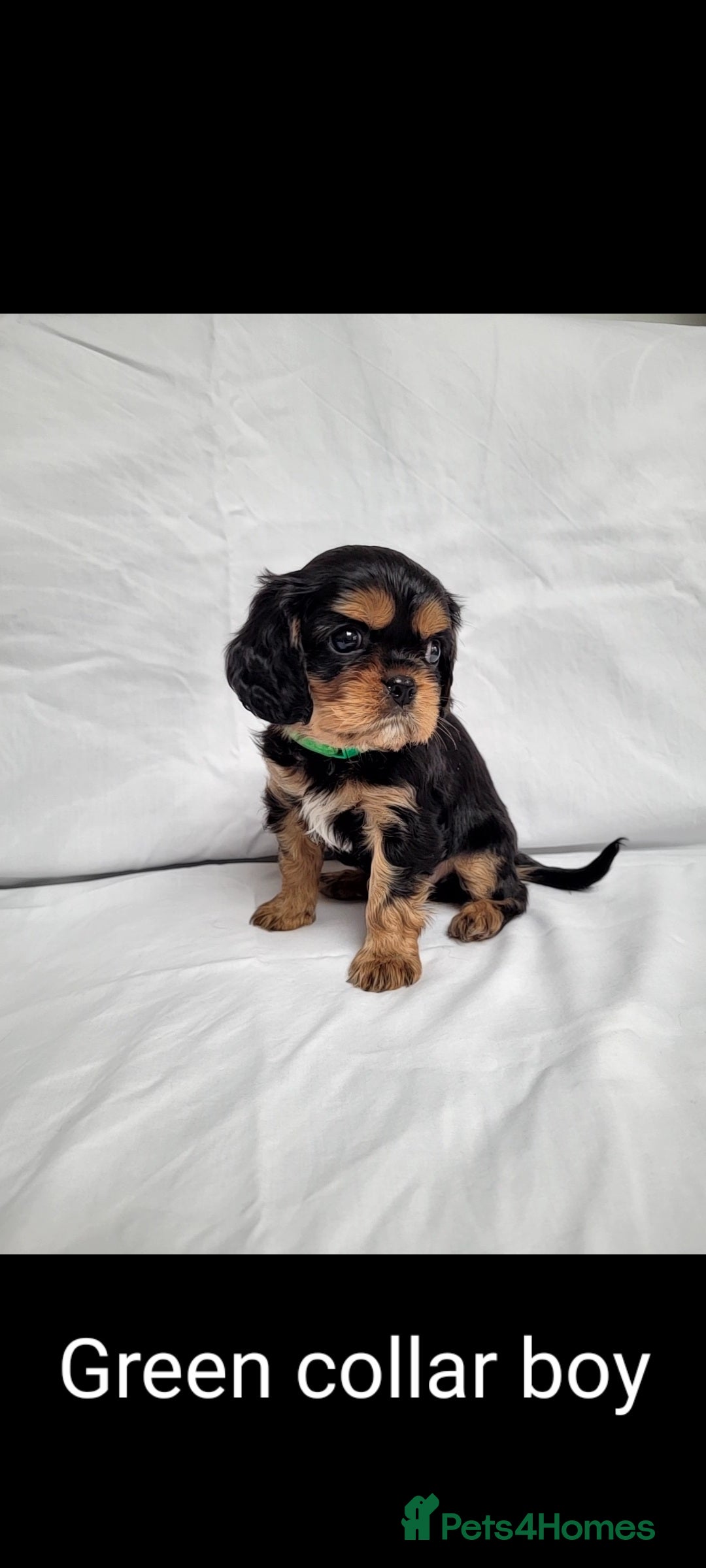 Cavalier King Charles Spaniel dogs for sale: Stunning Cavalier Puppies–Champ Blood,HealthTested - Image 16