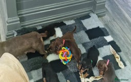 Miniature Dachshund dogs for sale: Miniature Dachshund puppies Longhaired & Smooth  - Image 19