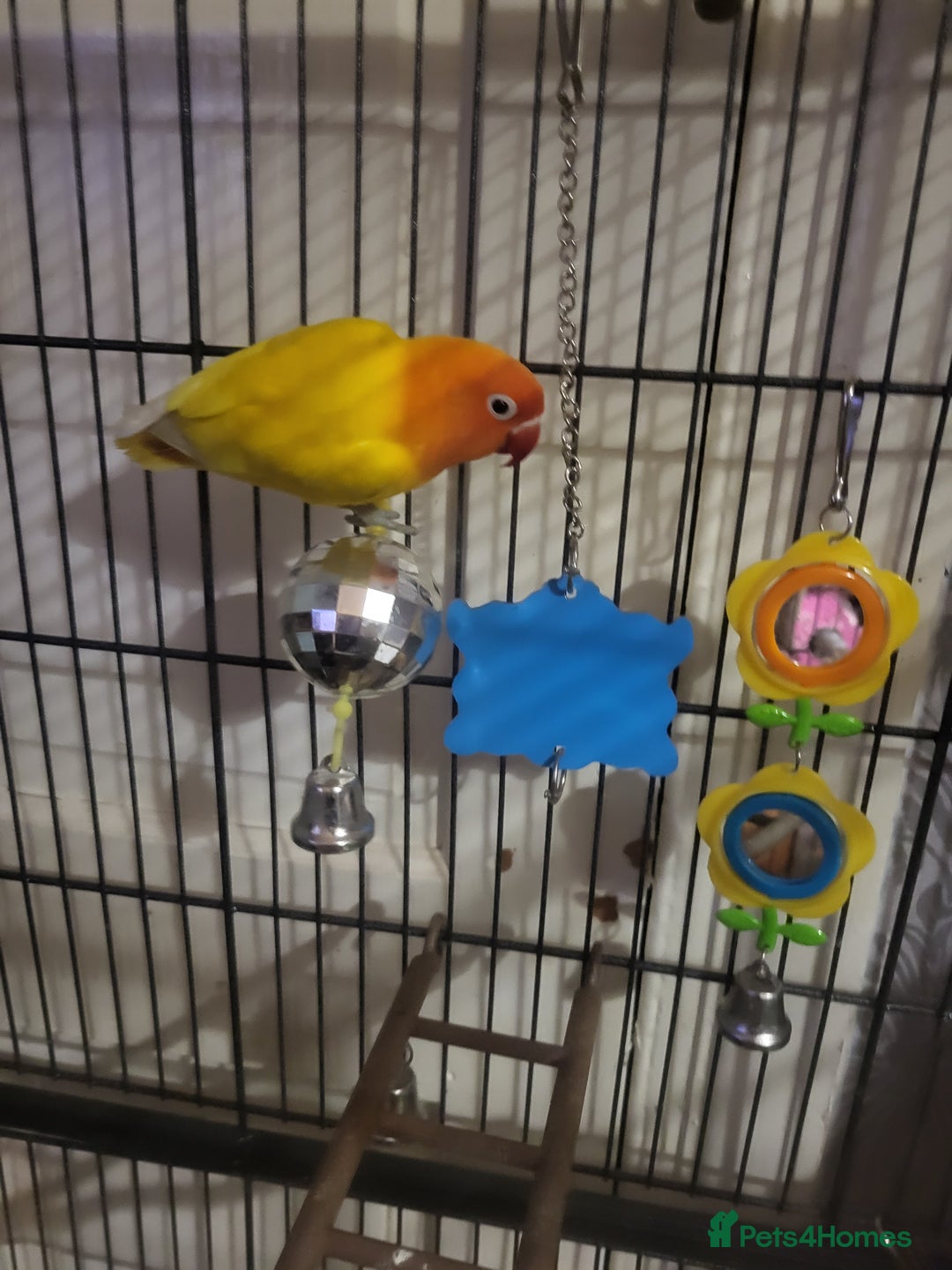 Lovebirds birds for sale: Mango for sale - Advert 1