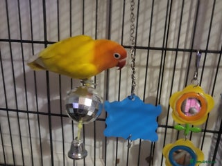 Lovebirds birds Mango for sale - Advert 3