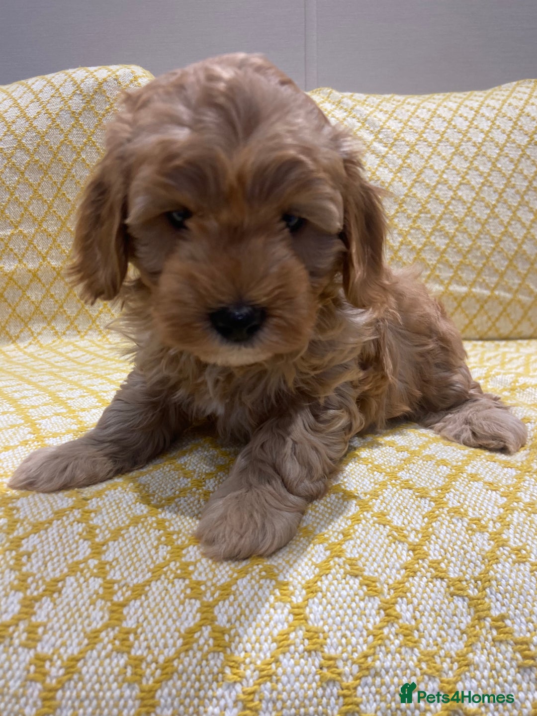 Maltipoo dogs for sale: 💖BEAUTIFUL LICENSED-BRED MALTIPOOS 💖 - Image 7