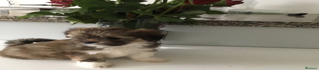 Lhasa Apso Puppy 5