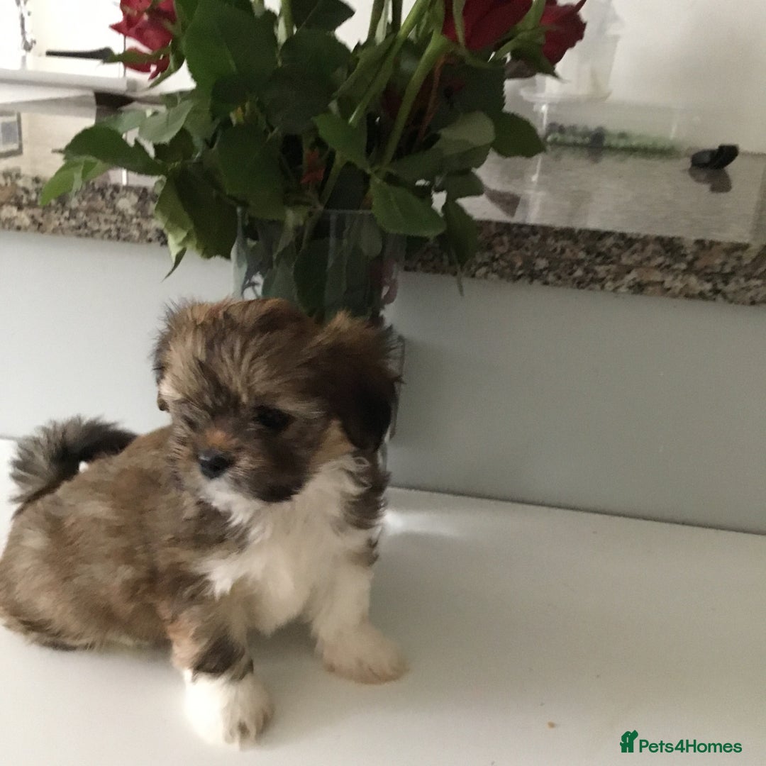 Lhasa Apso dogs for sale: Beautiful KC registered Lhasa Apso puppies.  - Image 1