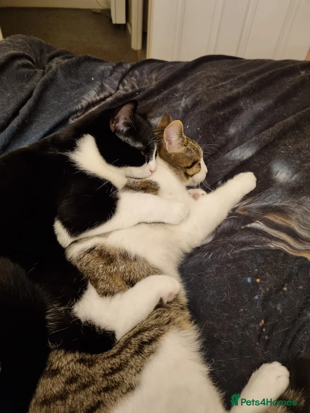 Domestic Shorthair cats for sale: Arlo and Oreo  in Basildon - Advert 2