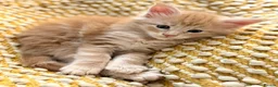 Maine Coon cats for sale: GCCF/ TICA Maine Coon Classic Taby kittens - Advert 14