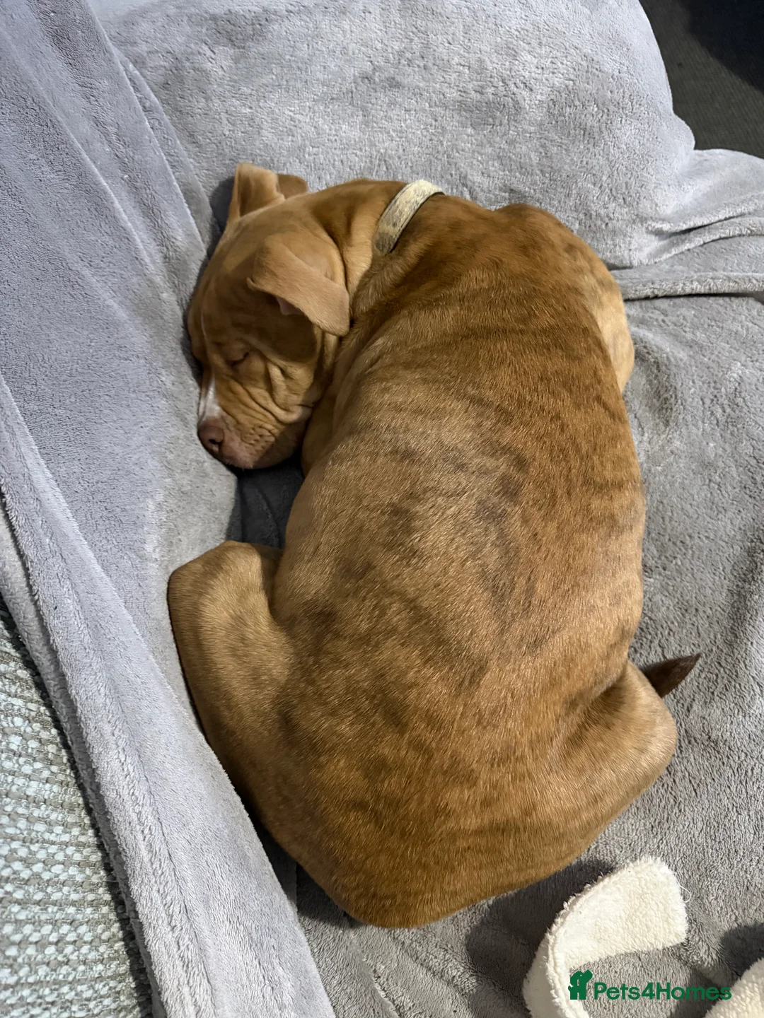 Staffordshire Bull Terrier dogs for sale: Female staff 7 months old  - Advert 4