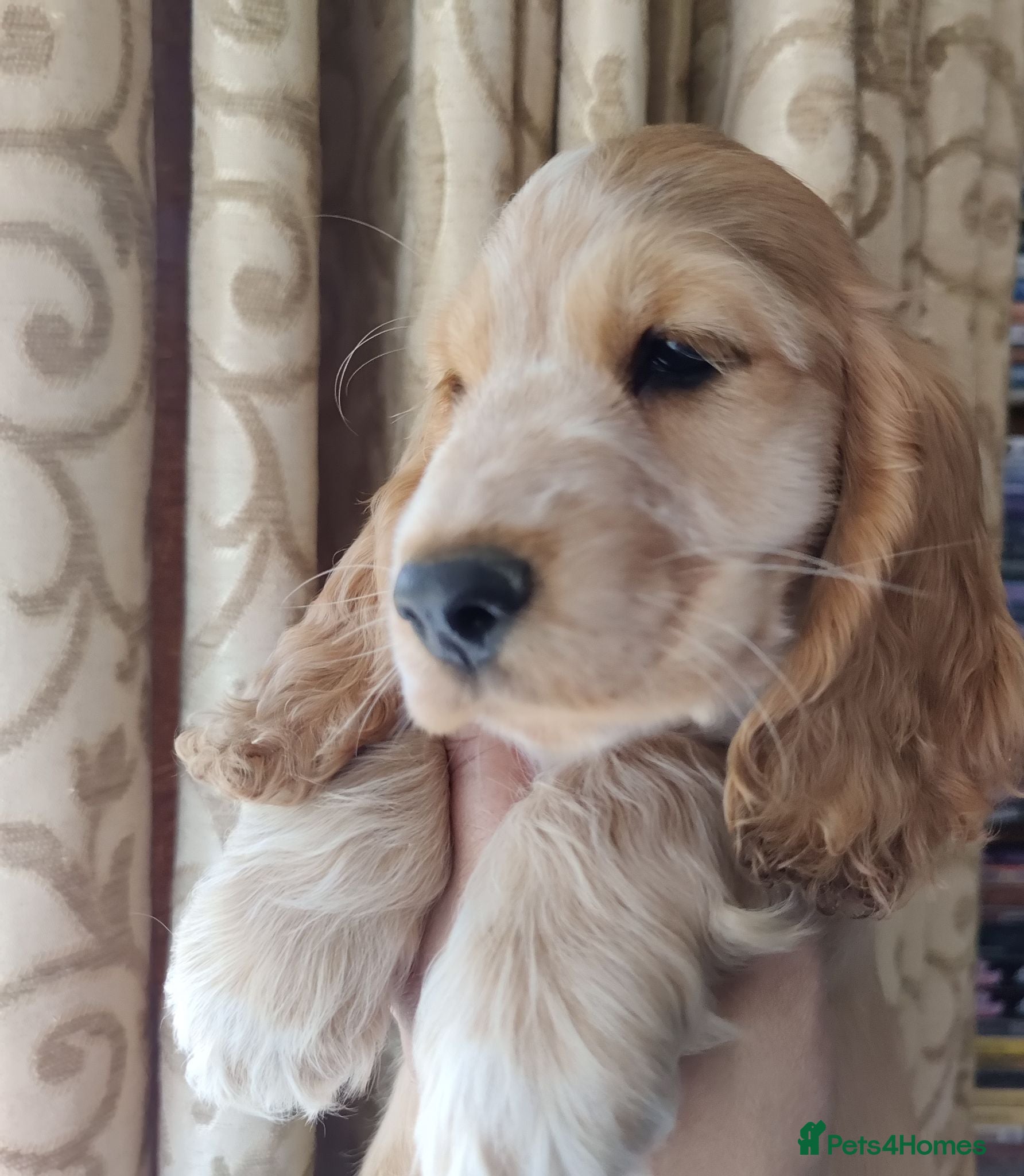 Cocker Spaniel dogs Stunning Show Type Cocker Spaniels  - Advert 2