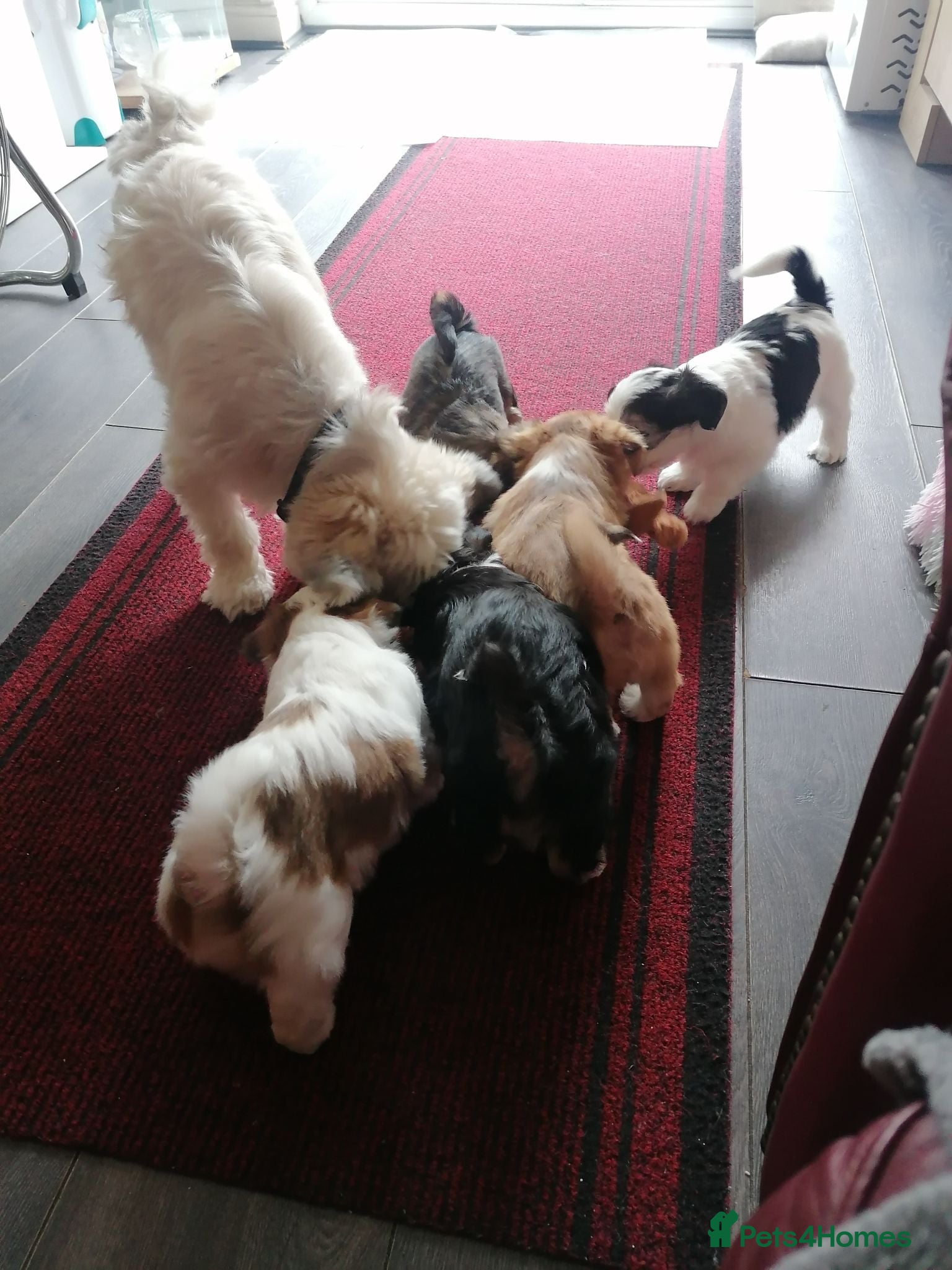 Lhasa Apso dogs Lhasa Apso Puppies for sale - Advert 1