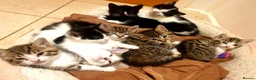 Mixed Breed cats for sale: Sweet Kittens Raised with Love and Children - Advert 1