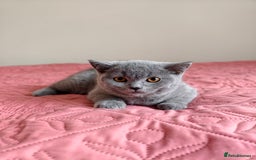 Scottish Fold cats for sale: 3 lovely kittens looking for new family  - Image 13