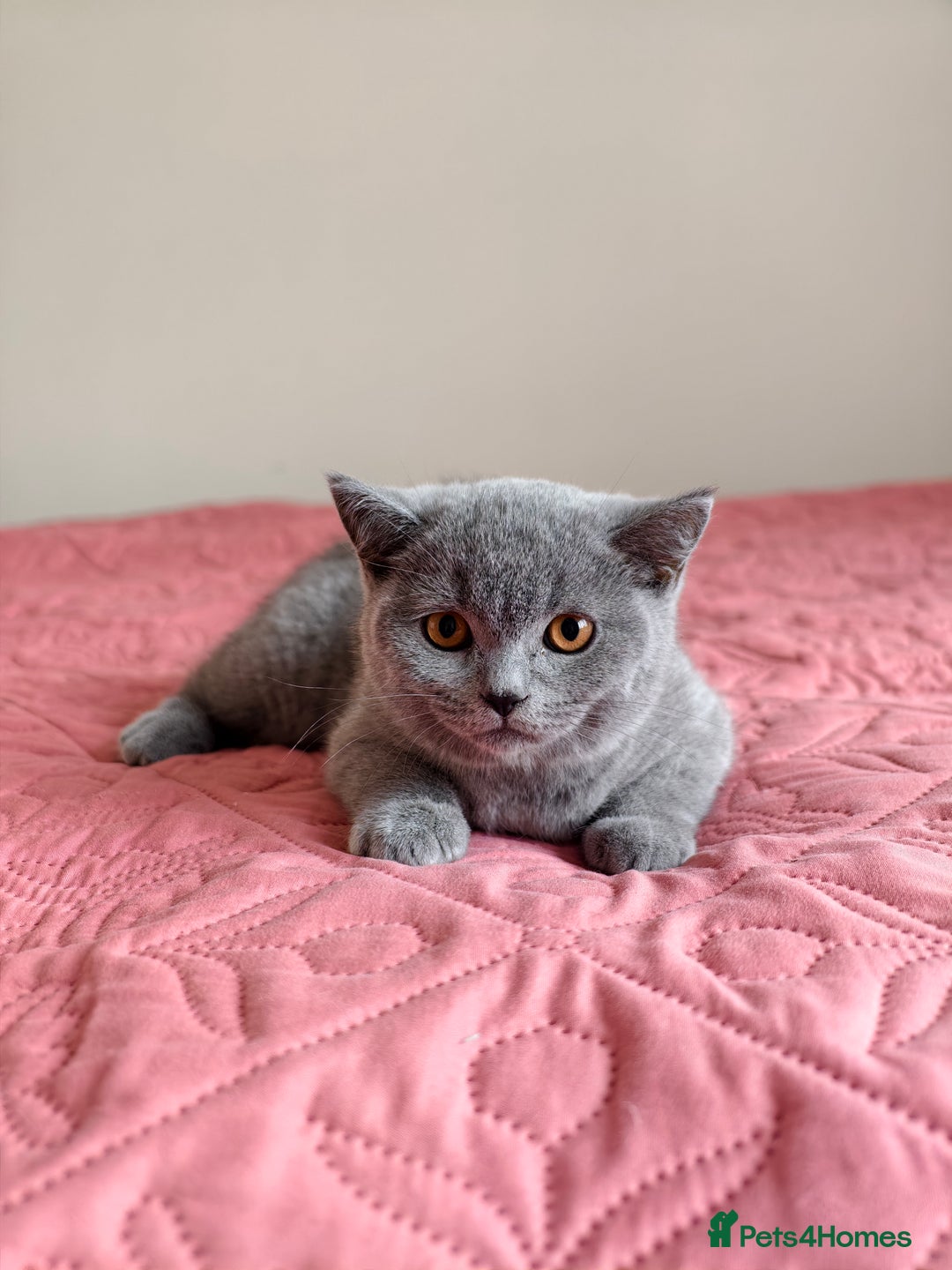 Scottish Fold cats for sale: 3 lovely kittens looking for new family  - Image 13