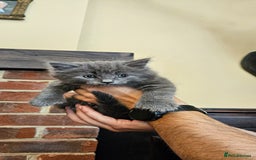 Maine Coon cats for sale: 3 lovely Grey Maine Coon cross kittens - Image 7