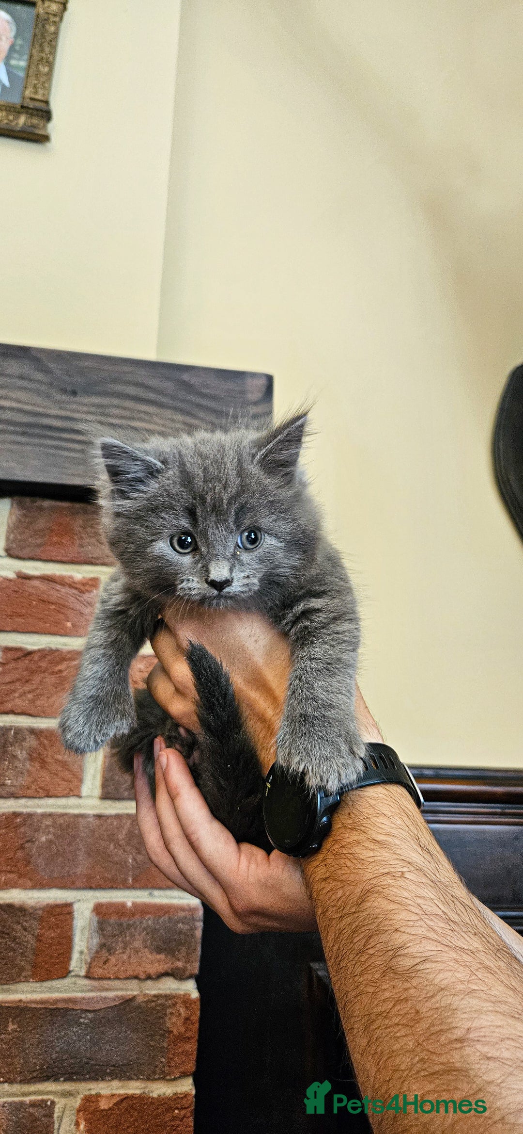 Maine Coon cats for sale: 3 lovely Grey Maine Coon cross kittens - Image 7