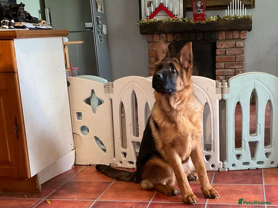 German Shepherd dogs for sale: Outstanding specimen German Shepherd  - Advert 21