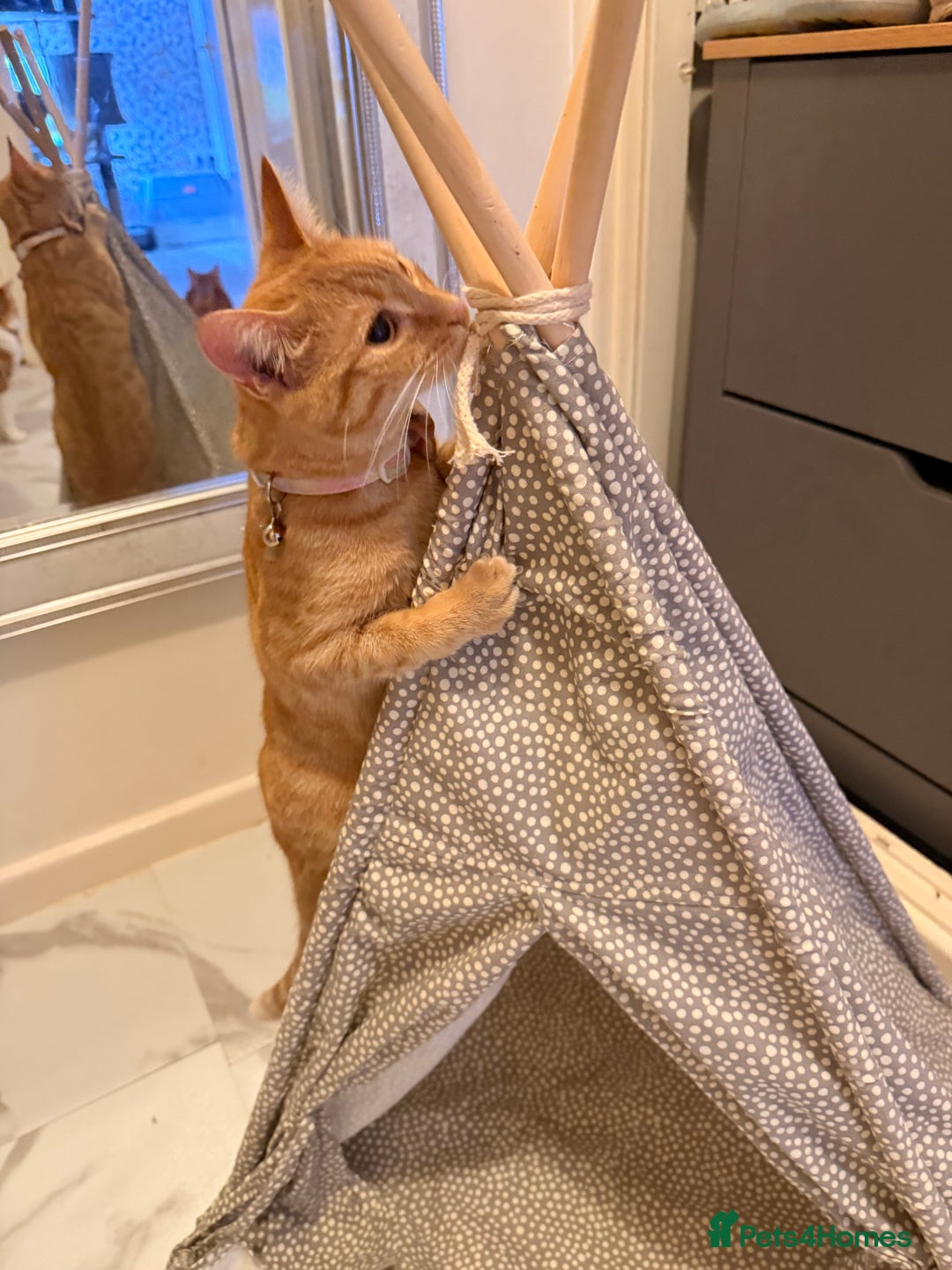 Domestic Shorthair cats for sale: Ginger female cat  - Advert 4