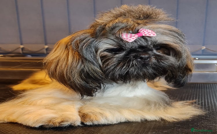 Shih Tzu dogs - Advert 2