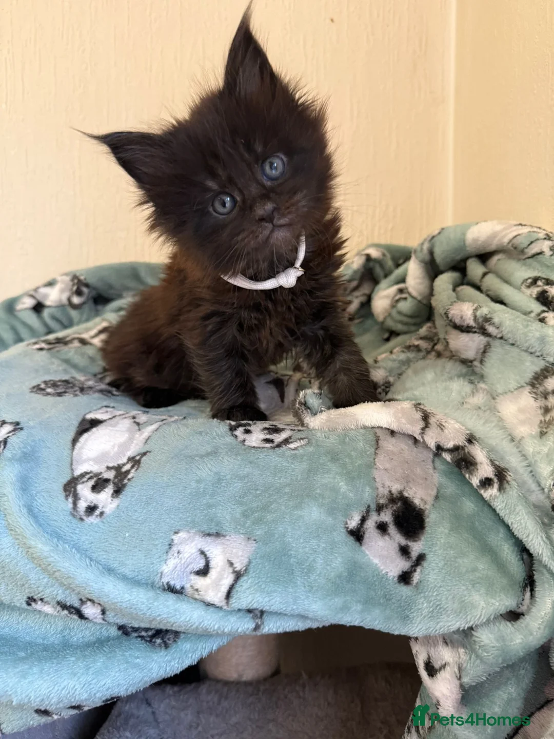 Maine Coon cats for sale: Pedigree Tica Russian Import line Maine Coons - Advert 30