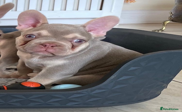 French Bulldog dogs - Advert 3