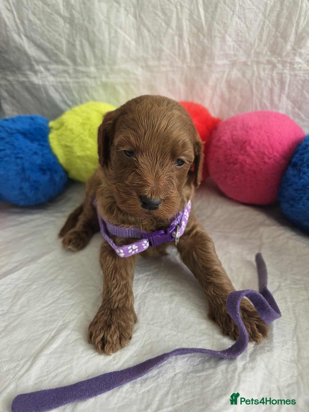 Goldendoodle dogs for sale: 👑Superb Rare Toy/Mini Deepest Red Goldendoodles👑 - Image 9