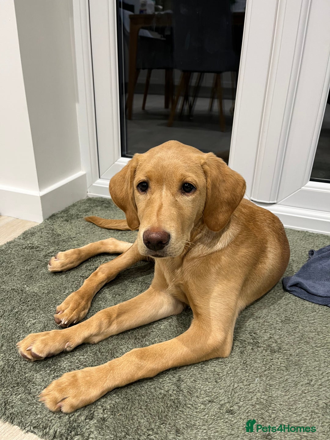 Labrador Retriever dogs for sale: Lab Puppy - Advert 3