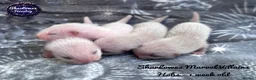 Ferret rodents for sale: Ferret kits  - Advert 9
