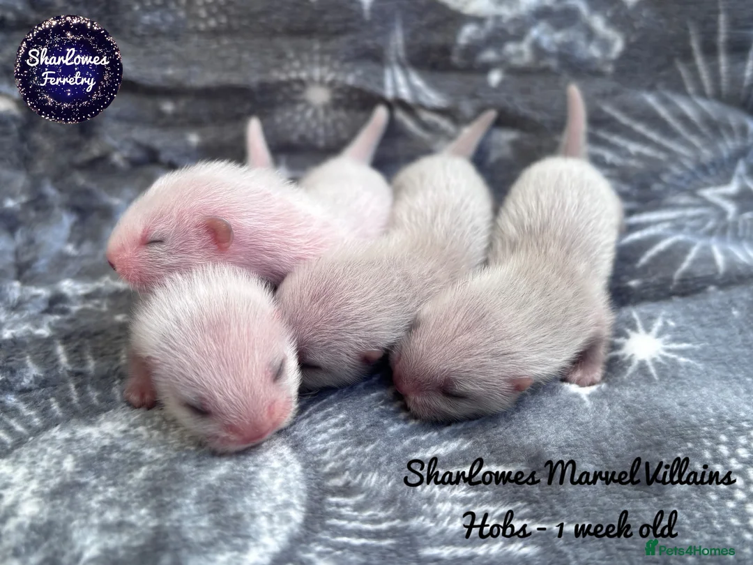 Ferret rodents for sale: Ferret kits  - Advert 9